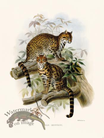 Elliot Cat 20 Cat Geoffroyi